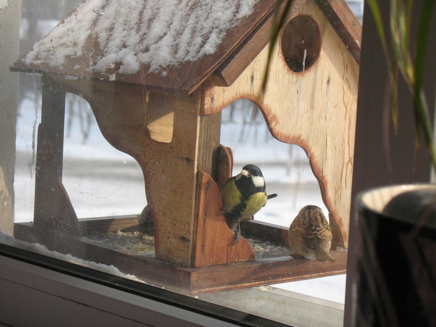 Кормушка для птиц под окном. Кормушка на подоконник. Кормушка для птиц оконная. Кормушка для птиц на окно. Кормушка для птиц из фанеры.